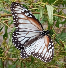Danaus gilippus candidus