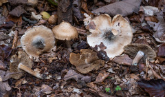 Inocybe corydalina