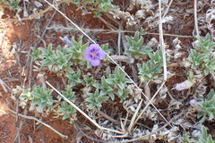 Aptosimum procumbens