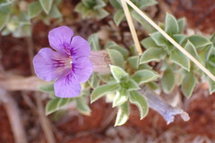 Aptosimum procumbens