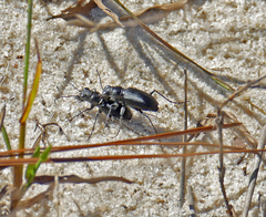 Cicindela nigrior