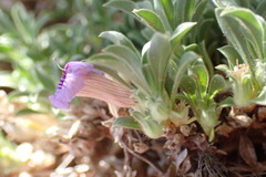 Aptosimum procumbens