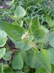 Mirabilis viscosa