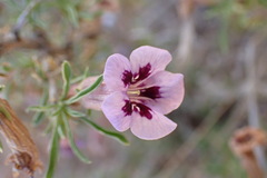 Aptosimum marlothii