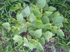 Mirabilis viscosa
