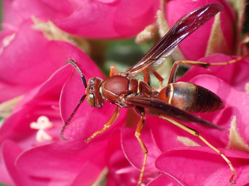 Hairy-horned Paper Wasp (Polistes hirsuticornis) · iNaturalist