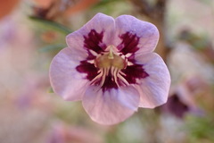 Aptosimum marlothii
