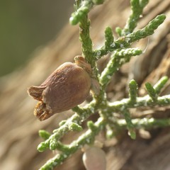 Walshomyia juniperina