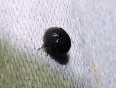 Germarostes globosus