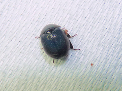 Germarostes globosus