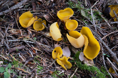 Sowerbyella imperialis