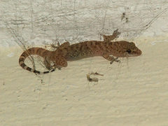 Hemidactylus turcicus