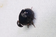 Germarostes globosus
