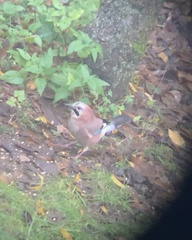 Garrulus glandarius