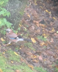 Garrulus glandarius