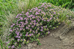 Thymus caucasicus