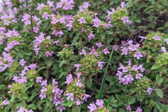 Thymus caucasicus