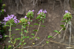 Thymus caucasicus
