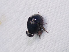 Germarostes globosus