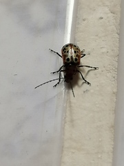 Isotes multipunctata