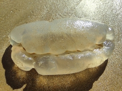 Catostylus tagi