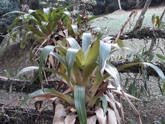 Vriesea
