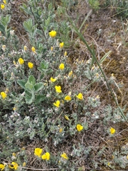 Genista albida