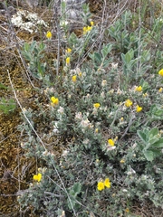 Genista albida