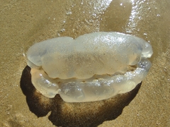 Catostylus tagi