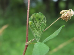 Liriomyza congesta