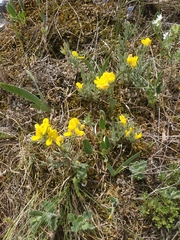 Genista albida