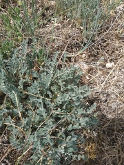 Astragalus hamosus