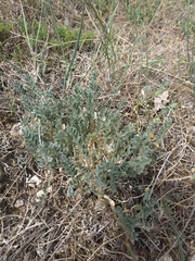 Astragalus hamosus