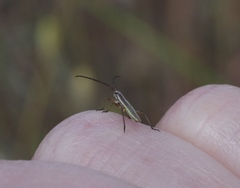 Leptopterna dolabrata