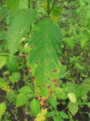 Ascochyta galeopsidis
