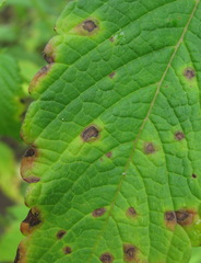 Ascochyta galeopsidis