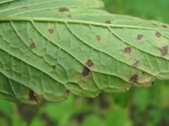 Ascochyta galeopsidis