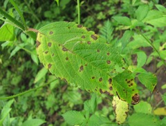 Ascochyta galeopsidis
