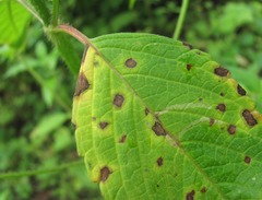 Ascochyta galeopsidis