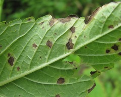 Ascochyta galeopsidis