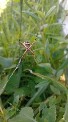 Argiope argentata