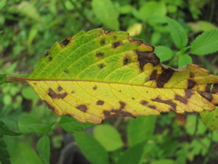 Ascochyta galeopsidis