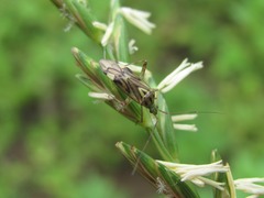 Closterotomus costae