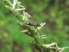 Closterotomus costae
