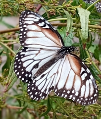 Danaus gilippus candidus