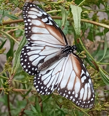 Danaus gilippus candidus