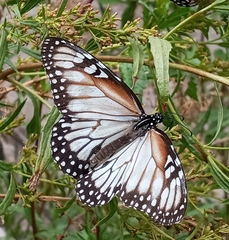 Danaus gilippus candidus