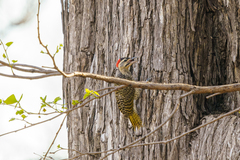 Campethera scriptoricauda