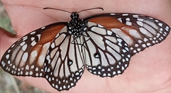 Danaus gilippus candidus