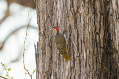 Campethera scriptoricauda